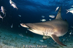Great Hammerhead Sharks Photography Trip Jan 2017 by Rickey Ferand 